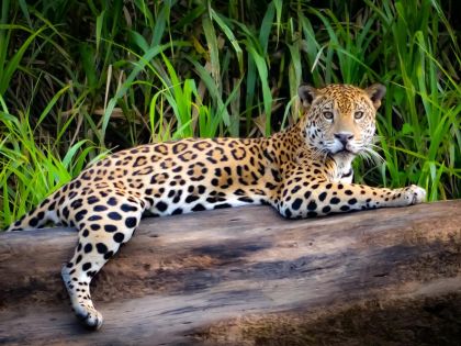 Mayský astrolog: V období Jaguára neztrácejte čas zbytečnostmi a stavte pevné základy